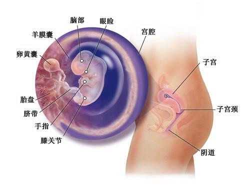 北京中国有代怀孕吗_想要快速怀孕 女性如何检测排卵